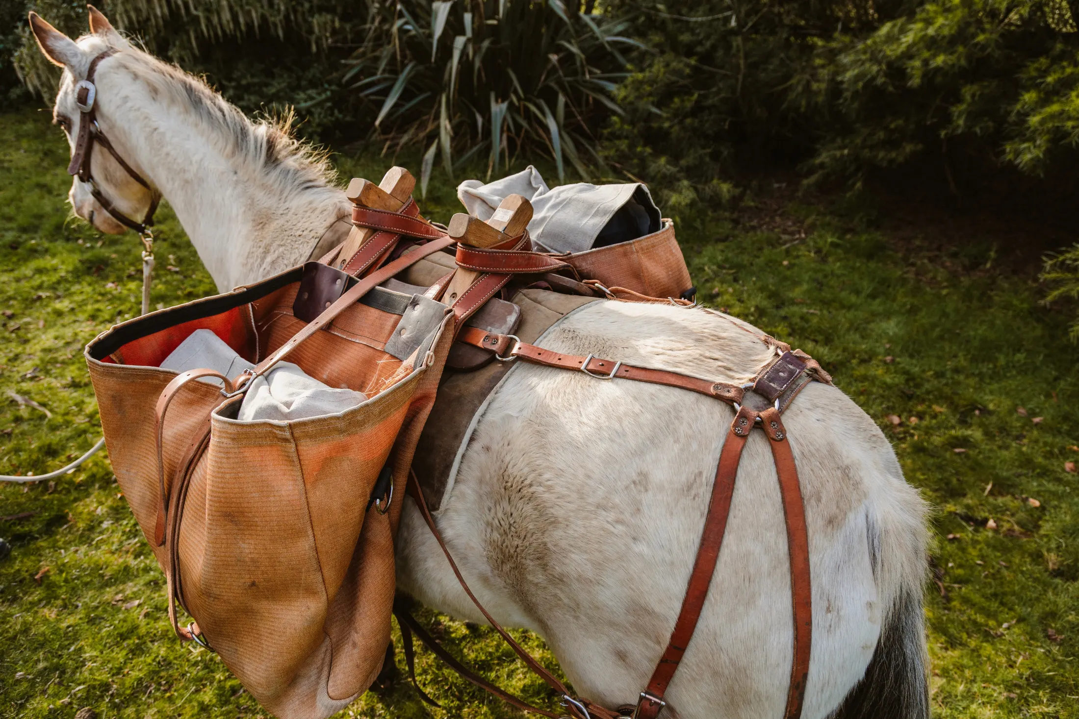 Pack horse loaded for a custom expedition