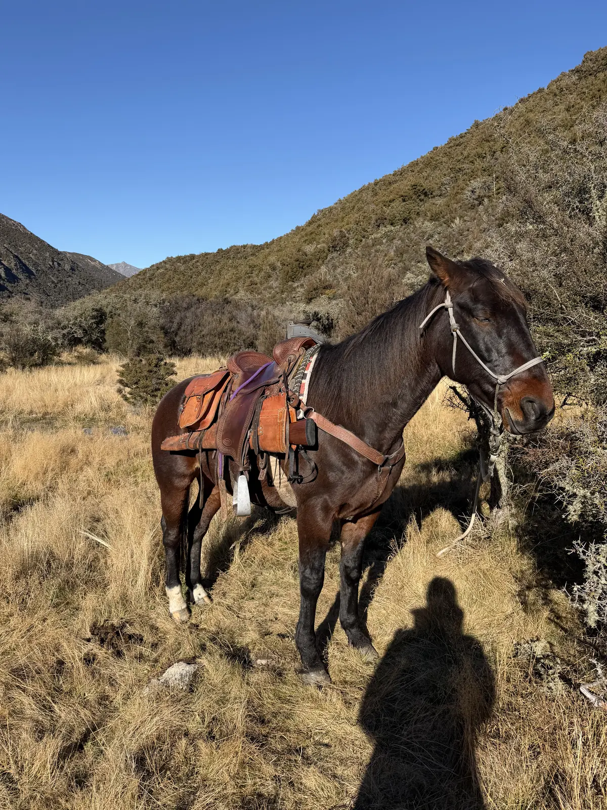High-country horse trekking, New Zealand